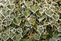 Ivy leaves with hoar frost Royalty Free Stock Photo