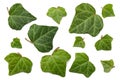 ivy leaves isolated on a white background. top view Royalty Free Stock Photo