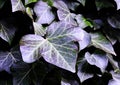 Ivy Leaves With Natural Purple Hues Royalty Free Stock Photo