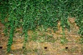 Ivy leaves on old red brick wall Royalty Free Stock Photo
