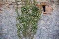 Ivy leaves plant growing on the side of an old stone house. Farm life, italian countryside Royalty Free Stock Photo
