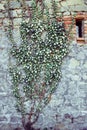 Ivy leaves plant growing on the side of an old stone house. Farm life, italian countryside Royalty Free Stock Photo