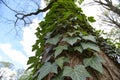 Ivy Leaves on Tree Royalty Free Stock Photo