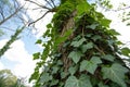 Ivy Leaves on Tree Royalty Free Stock Photo
