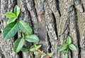 Ivy leaves on a tree Royalty Free Stock Photo