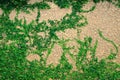 Ivy leaves on the wall, creeping plant on the wall