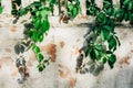 Ivy leaves on wall. Greenery on the wall