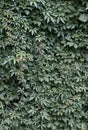 Ivy leaves wall in the park. Nature abstract concept Royalty Free Stock Photo