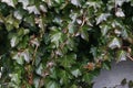 Ivy leaves in the winter. Green background Royalty Free Stock Photo