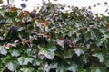 Ivy leaves in the winter. Green background Royalty Free Stock Photo