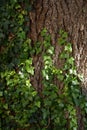 Ivy liana on tree trunk Royalty Free Stock Photo