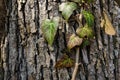 Ivy lit by sunlight, wild poison ivy vine isolated on rough bark, climbing on old oak tree in deciduous broadleaf forest