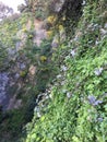 Vines cling fast to the sheer rock cliff of Filbert and Greenwich Streets, 2.