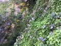 Vines cling fast to the sheer rock cliff of Filbert and Greenwich Streets, 1.