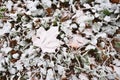 Ivy and a maple leaf covered in rime Royalty Free Stock Photo