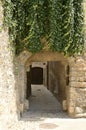 Ivy on medieval arch gate