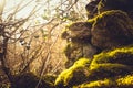 Ivy and moss covering dry stone wall Royalty Free Stock Photo