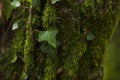 Ivy and moss Royalty Free Stock Photo