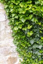 Ivy on and old wall Royalty Free Stock Photo