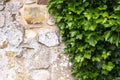 Ivy on and old wall Royalty Free Stock Photo