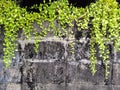 Ivy on old wall Royalty Free Stock Photo