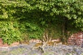 Ivy on an Old Wall Royalty Free Stock Photo