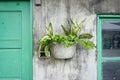 Ivy and other plants in the pot on the rustic concrete wall