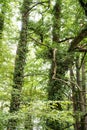 Ivy overgrowing beech trees in wild forest Royalty Free Stock Photo