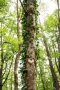 Ivy overgrowing beech trees in wild forest Royalty Free Stock Photo