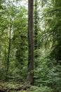 Ivy overgrowing beech trees in wild forest Royalty Free Stock Photo