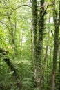 Ivy overgrowing beech trees in wild forest Royalty Free Stock Photo