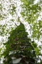 Ivy overgrowing beech trees in wild forest Royalty Free Stock Photo