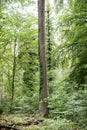 Ivy overgrowing beech trees in wild forest Royalty Free Stock Photo