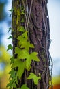 Ivy on Pine Tree Royalty Free Stock Photo