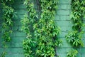 Ivy plant on the background of green wall.