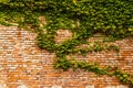 Ivy plant cocering red brick wall texture Royalty Free Stock Photo