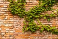 Ivy plant cocering red brick wall texture Royalty Free Stock Photo