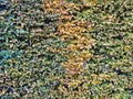 Ivy plant coloured wall abstract background Royalty Free Stock Photo