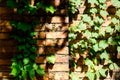 Ivy plant covering red brick wall texture background Royalty Free Stock Photo