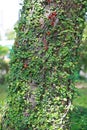 Ivy plant crawling and growing on a trunk of a tree. Parasite covering a trees Royalty Free Stock Photo