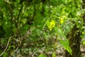 Fruska Gora mountain near the city of Novi Sad, Serbia. Royalty Free Stock Photo