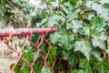 An ivy plant entangled in a wire fence Royalty Free Stock Photo