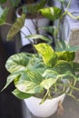 Ivy Plant in the home garden. Also know as \