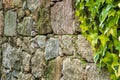 Ivy plant on an irregular stone wall. Background Royalty Free Stock Photo