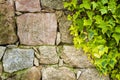 Ivy plant on an irregular stone wall. Background Royalty Free Stock Photo