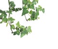 Ivy plant isolated over white Royalty Free Stock Photo