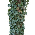 Ivy plant isolated over white Royalty Free Stock Photo
