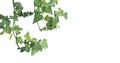 Ivy plant isolated over white Royalty Free Stock Photo