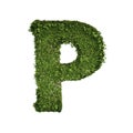 Ivy plant with leaves, green creeper bush and vines forming letter P, English alphabet text font character isolated on white in