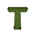 Ivy plant with leaves, green creeper bush and vines forming letter T, English alphabet text font character isolated on white in